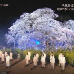 【HDTV】森山直太朗 - さくら(二O二O合唱)(20210329 TBS CDTVライブ!ライブ! 春の４時間スペシャル 1440x1080 MPEG2).ts