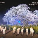 【HDTV】森山直太朗 - さくら(二O二O合唱)(20210329 TBS CDTVライブ!ライブ! 春の４時間スペシャル 1440x1080 MPEG2).ts
