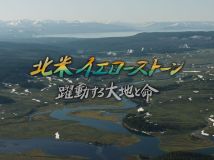 【8K-FULL】北米イエローストーン　躍動する大地と命（20260116 BS8K 4320P）.ts